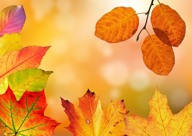 detail podzimního barevného listí